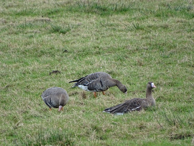 德和奧納納 德和奧納納